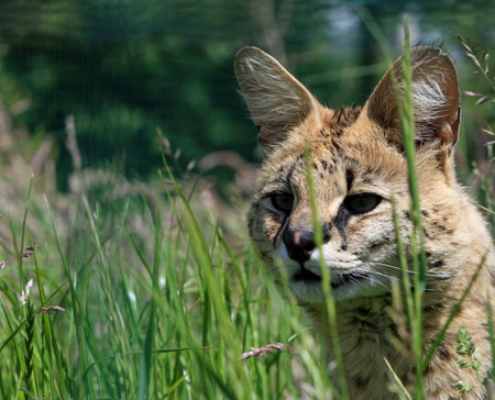 進口活動物、瀕危物種引進_代理報關|進口清關|國際物流|國際運輸|國際貨運代理|北京揚睿國際貨運代理有限公司